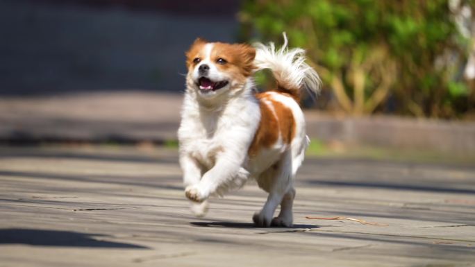 宠物狗小狗在街头奔跑可爱的小狗特写小狗跳