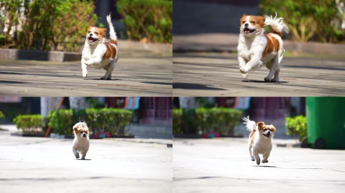 宠物狗小狗在街头奔跑可爱的小狗特写小狗跳