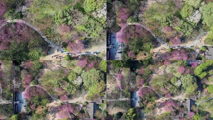 灵峰探梅 梅花园航拍