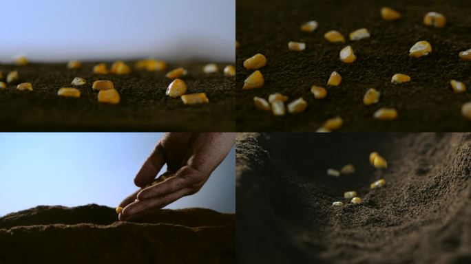 农民播种玉米 玉米种子种玉米 肥沃土壤
