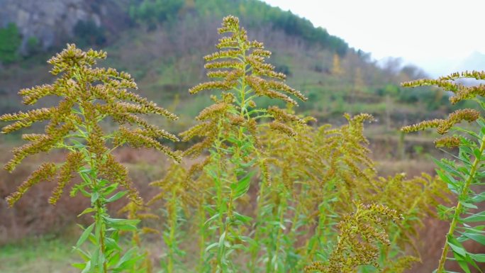 入侵物种一枝黄花