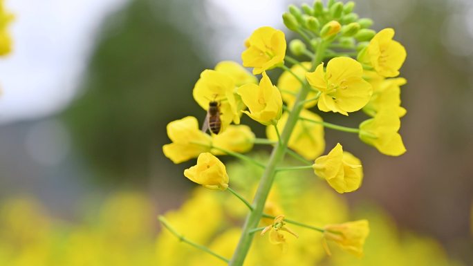 金黄的油菜花田