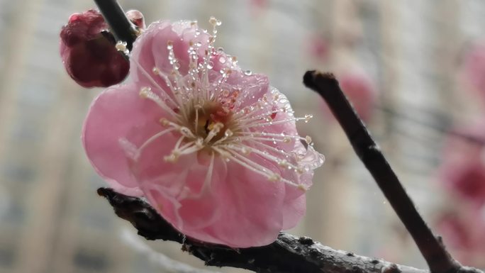 春天 花海 花开 桃花 阴天 下雨天雨珠