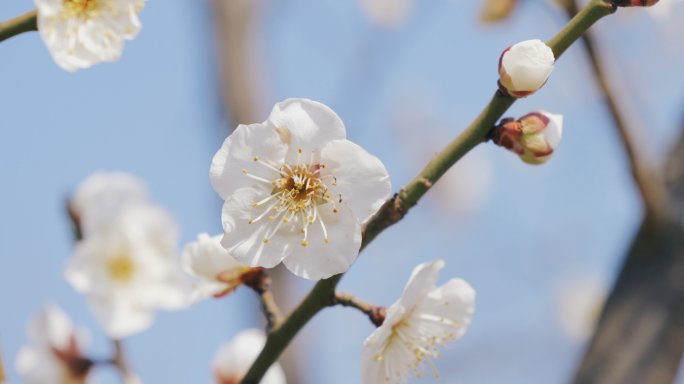 春天花开视频、春暖花开