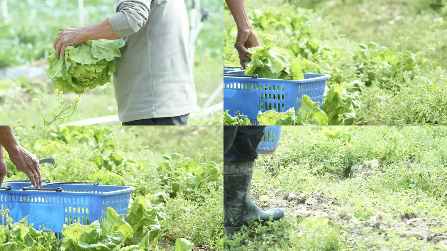 菜园子里菜农在采摘蔬菜