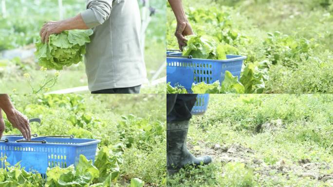 菜园子里菜农在采摘蔬菜