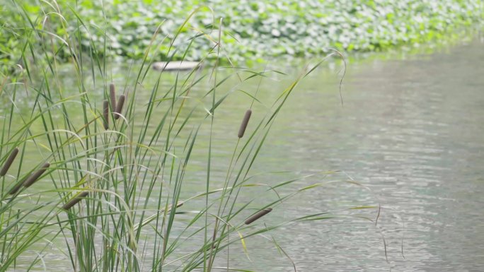 城市河道治理种植水生植物S-Log素材