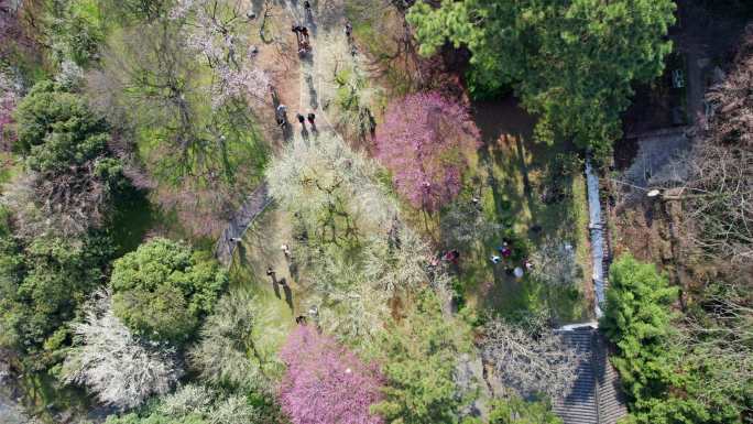 【合集】灵峰探梅 杭州植物园 梅花园航拍