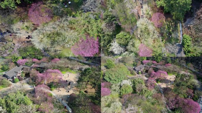 【合集】灵峰探梅 杭州植物园 梅花园航拍