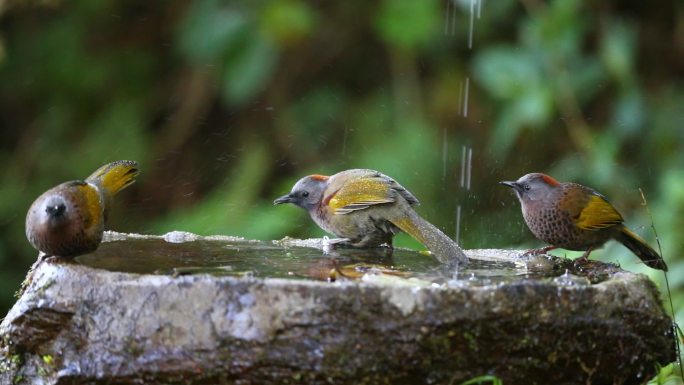 红头噪鹛 洗澡、喝水