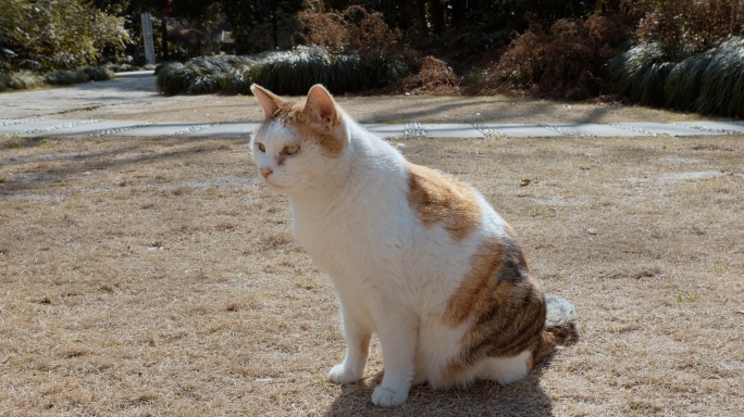 复兴岛公园晒太阳的流浪猫