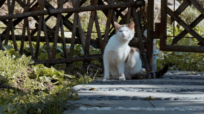 复兴岛公园晒太阳的流浪猫