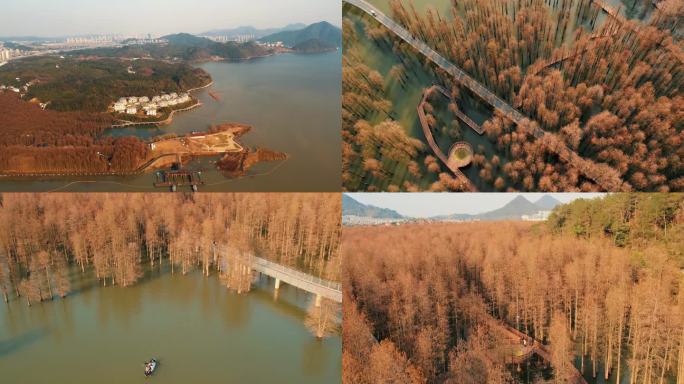 航拍杭州市临安区青山湖冬季水上森林