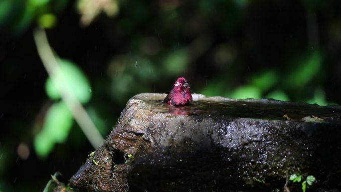 白眉朱雀洗澡、朱雀