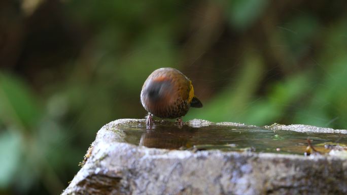 红头噪鹛在水池洗澡、喝水