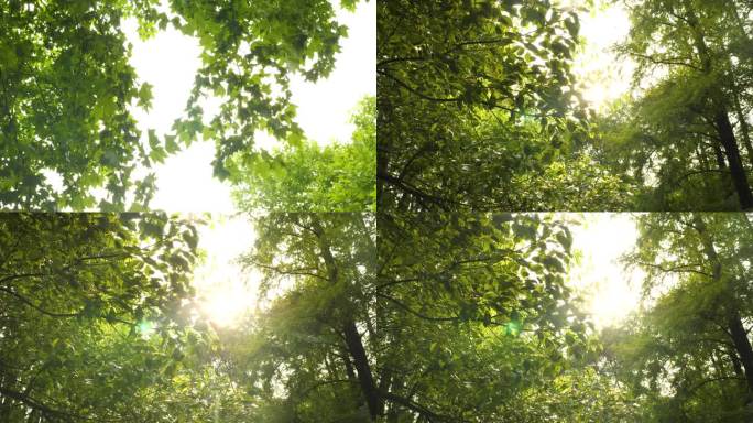 VJS - 阳光透过树叶