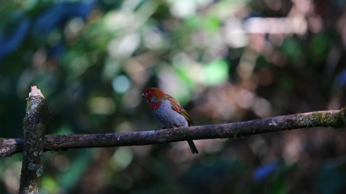 红色小鸟在树枝观望
