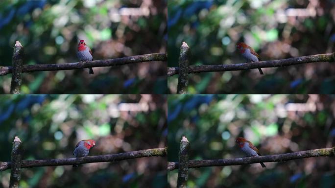 红色小鸟在树枝观望