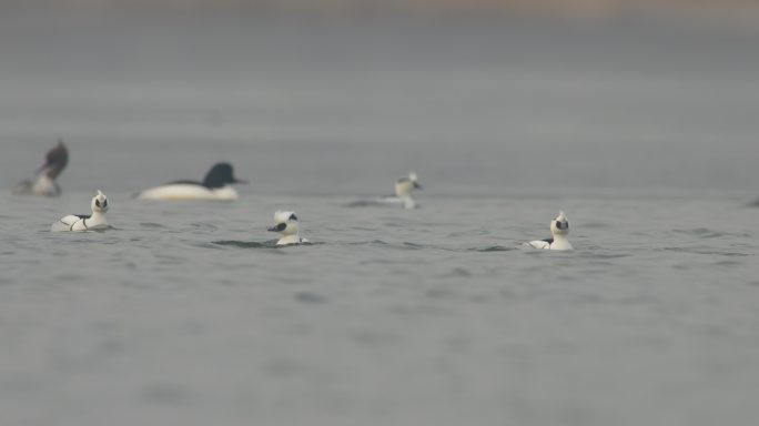 4K原始素材水鸟湿地斑头秋沙鸭