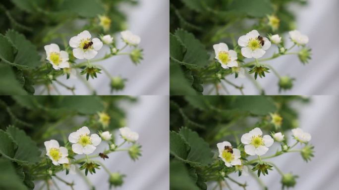 草莓花朵上的蜜蜂