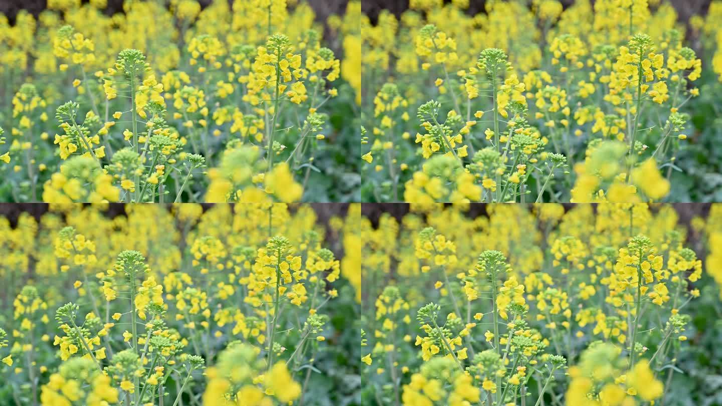 金黄的油菜花田