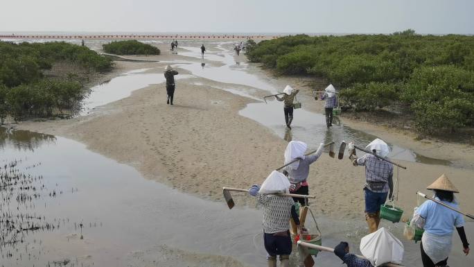 北海红树林赶海 赶海的渔民 渔民赶海