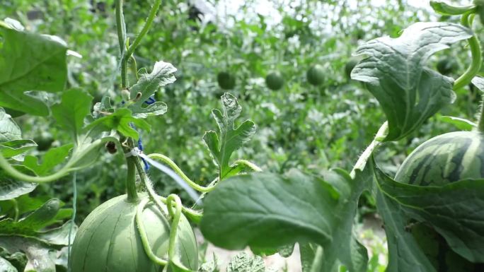 大棚西瓜 蔬菜大棚种植西瓜 西瓜悬挂种植