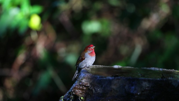 红色小鸟在喝水