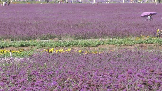 薰衣草基地生态城市花卉花朵紫色海洋马鞭草