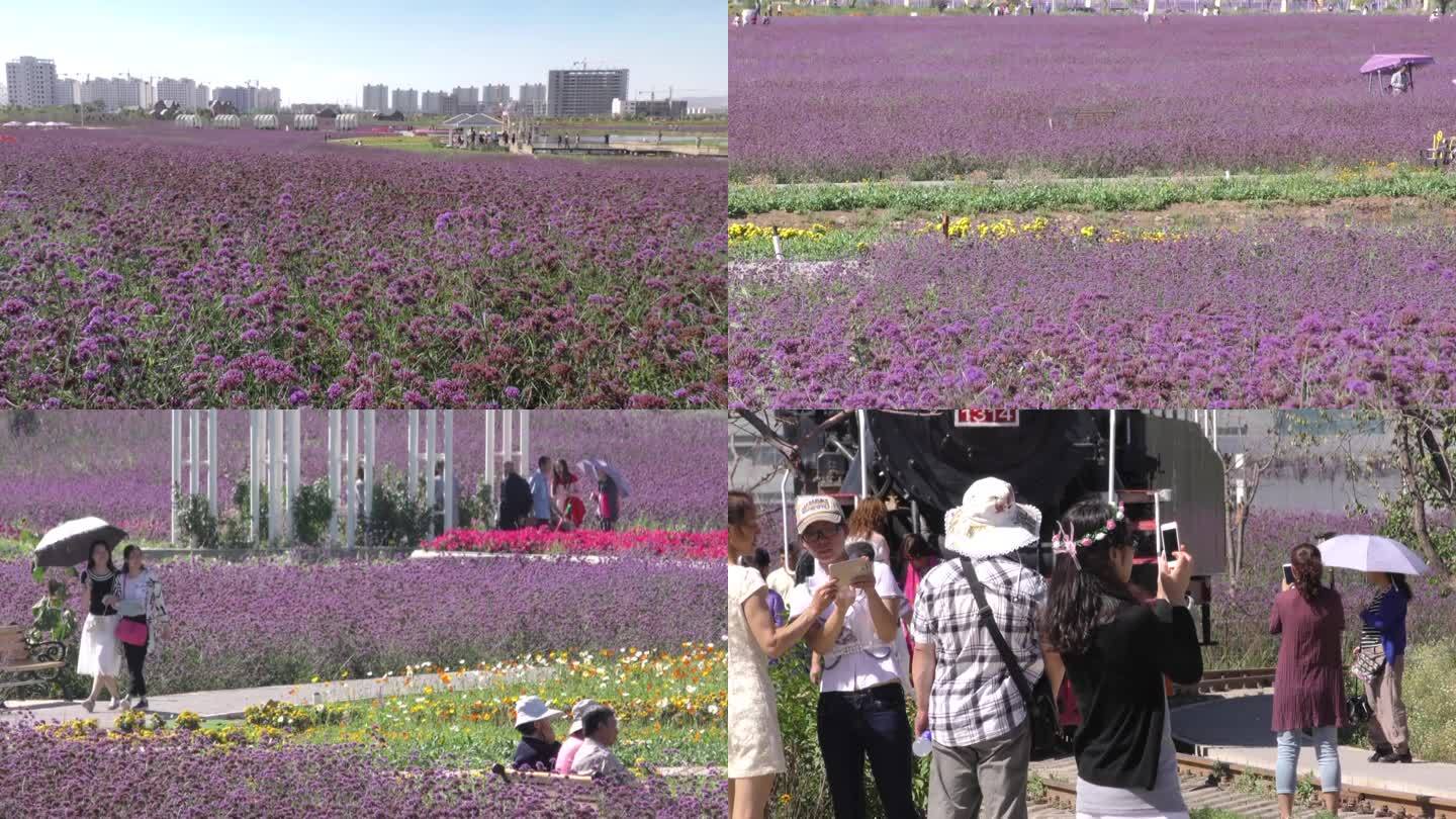 薰衣草基地生态城市花卉花朵紫色海洋马鞭草