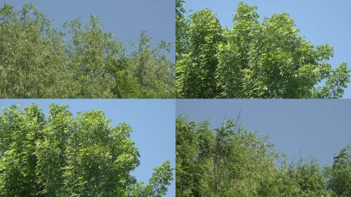 大风中的绿树杨柳