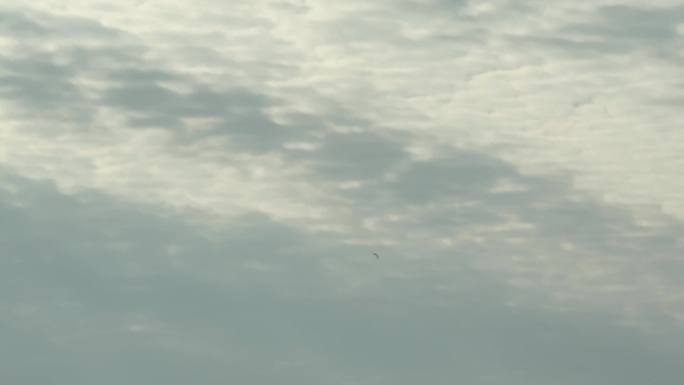 一只鸟 孤独的鸟 天空 多云的天空 飞鸟