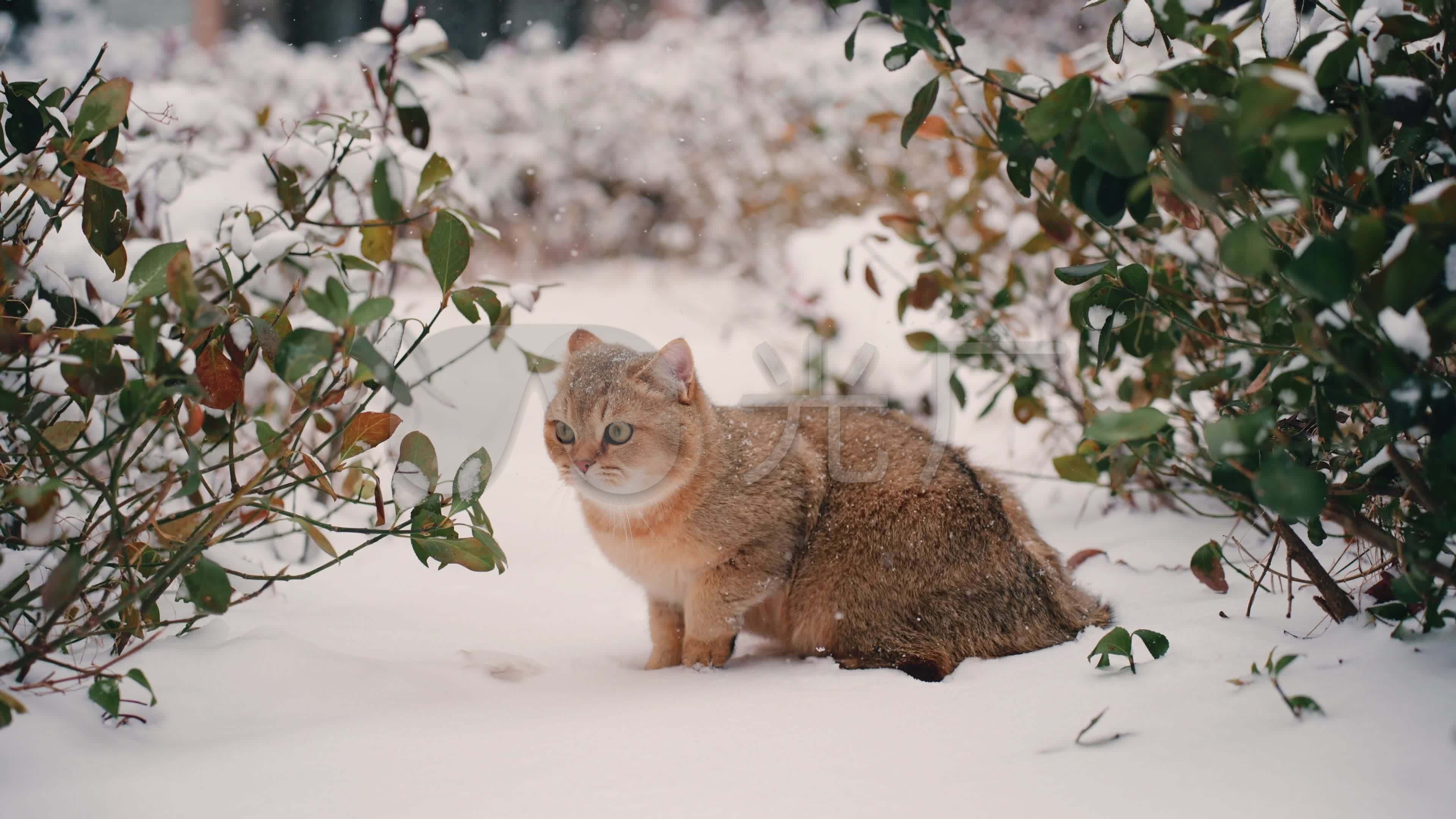 雪地里奔跑的俄罗斯橘猫，Inst_cute_ginger… - 堆糖，美图壁纸兴趣社区