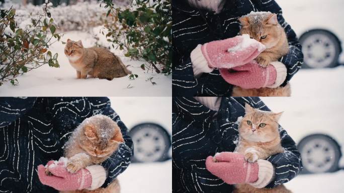 猫戏雪猫在雪地玩耍