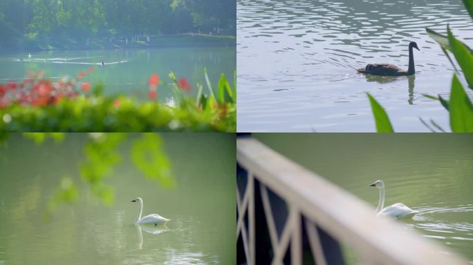 绿色生态公园校园人工湖黑天鹅白天鹅