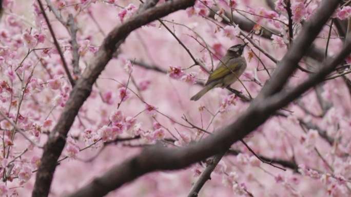 初春梅花 梅花盛开 武汉沙湖公园