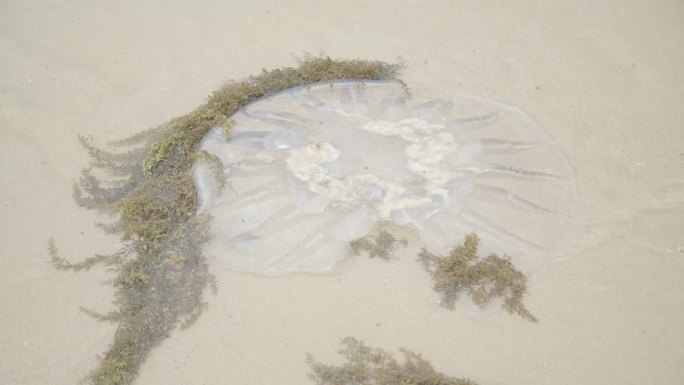水母搁浅海滩