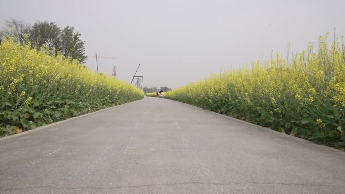 成都天府农博园油菜花田