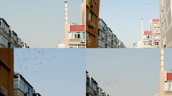 4K50帧率居民区屋顶鸽子飞翔绕飞