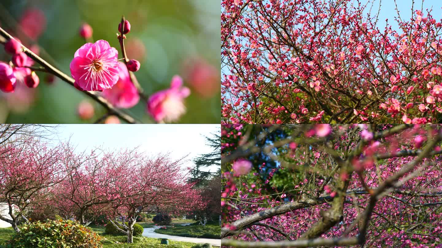 梅花，红梅，鲜花盛开，春天气息，蜜蜂采蜜