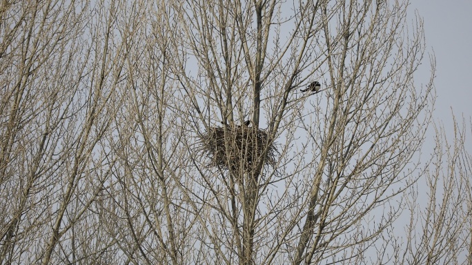 初春 鸟窝 鸟 树木 青海 高原