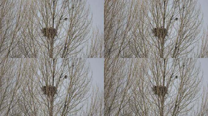 初春 鸟窝 鸟 树木 青海 高原