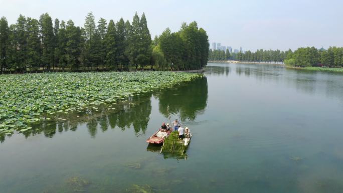 东湖捞水草