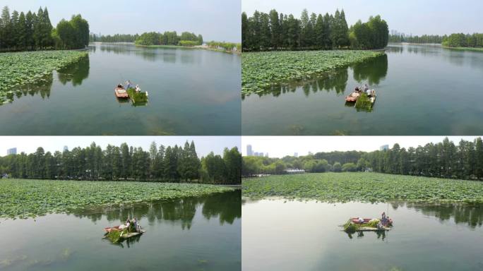 东湖捞水草