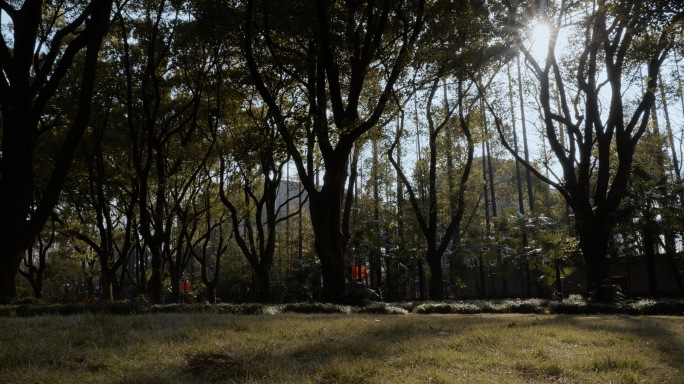 复兴岛公园阳光穿透古香樟树林