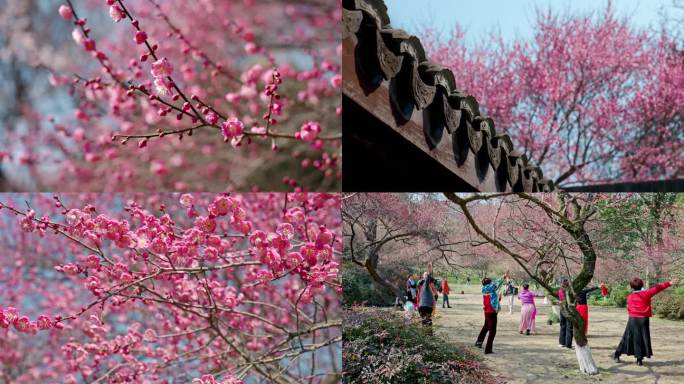 【合集】梅花 游客 跳舞的老年人