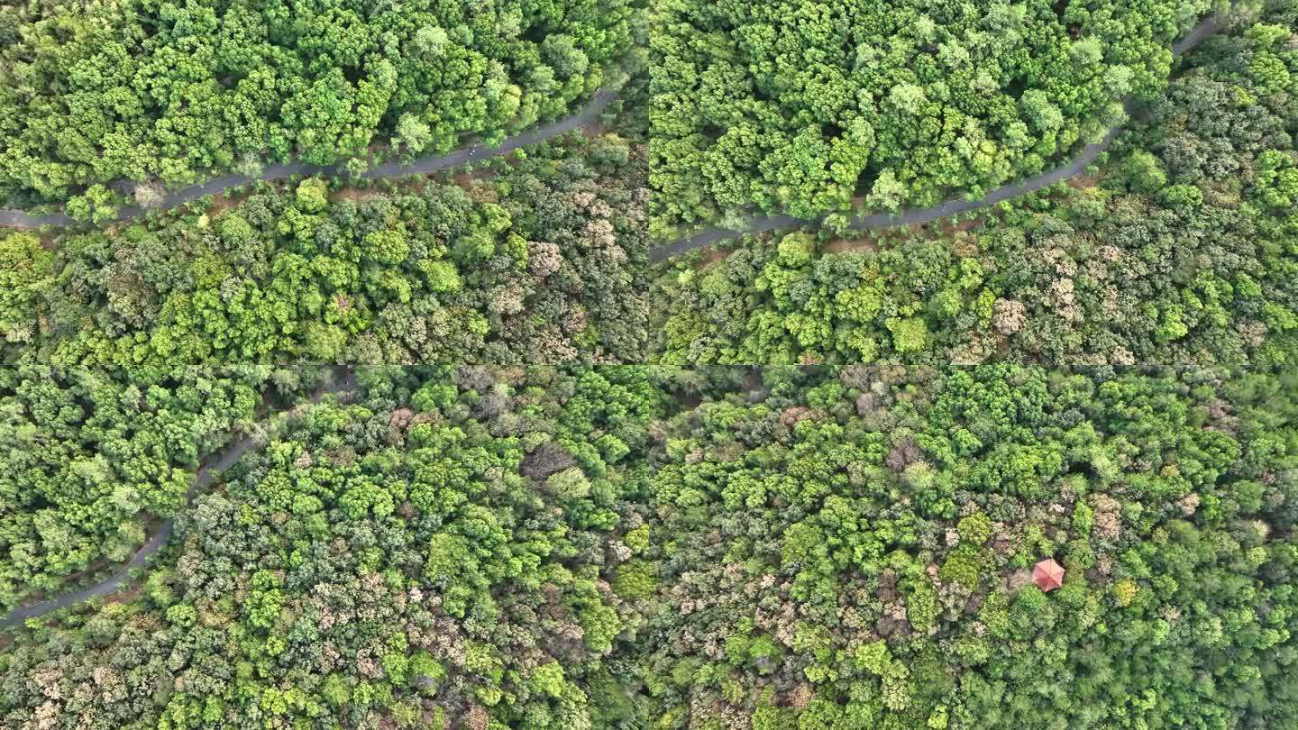 4K武汉马鞍山森林公园里的林中小道俯拍