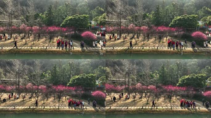 天早晨桂林穿山脚下的公园里盛开的梅花
