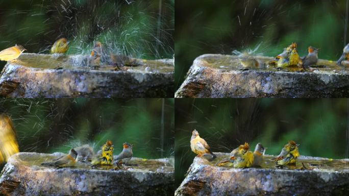 鸟儿们快乐的洗澡、喝水、清理羽毛