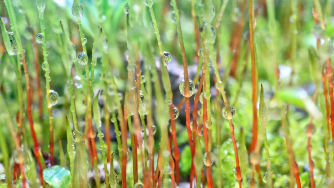 春雨滋润、植物上露珠